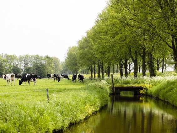 Stand.nl: De Natuurherstelwet van Timmermans moet er komen