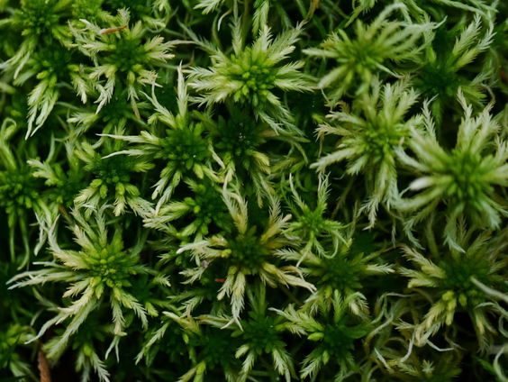 Herstel van hoogveen met stekjes