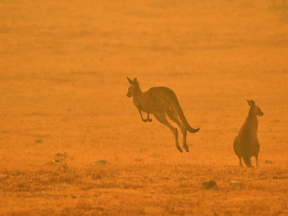 Vuurverbod in regio Sydney