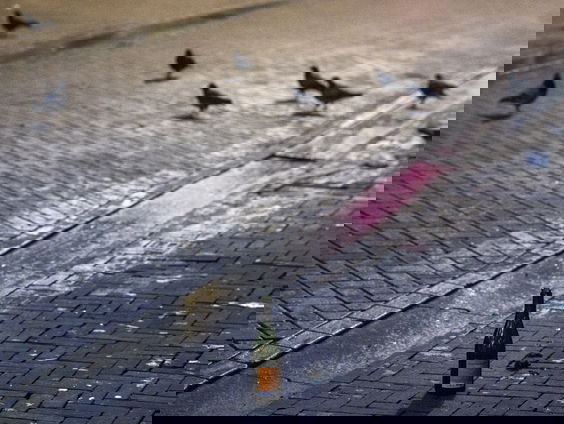 Hoe ernstig zijn de gevolgen van vuurwerk voor vogels?