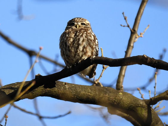 Het gaat slecht met de steenuil