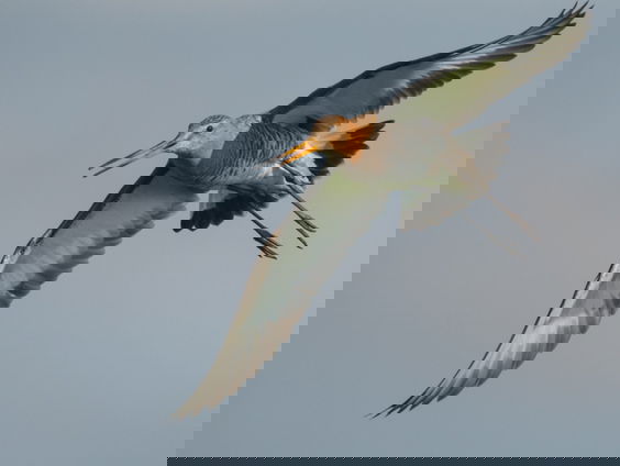 Goed jaar voor Friese grutto's