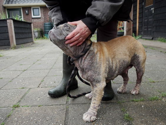 Korte documentaire 'Ik ben hier voor het dier' laat verwaarlozing van huisdieren zien