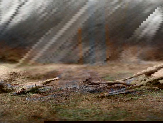 De Nederlandse natuur moet ‘verwilderen’: ’Laat dode dieren liggen’