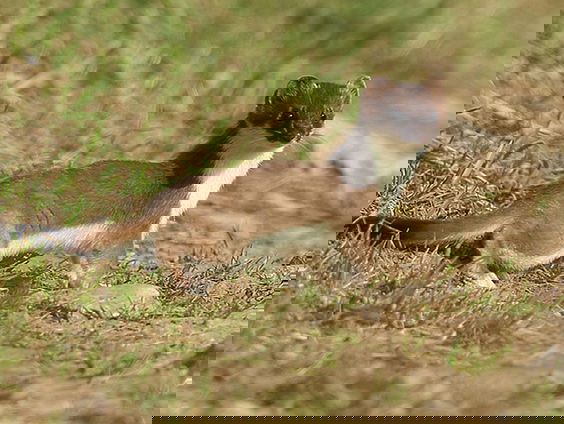 Fenolijn 24 september 2023