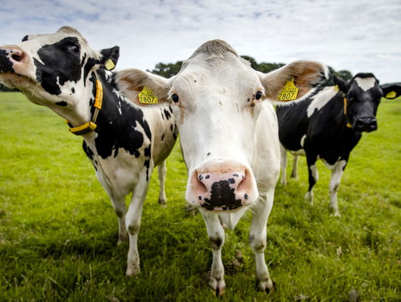 Brabant verleent voorlopig geen vergunningen vanwege verslechterde natuur