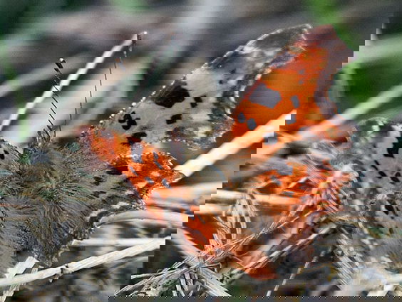 Fenolijn 17 maart 2024