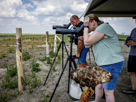 Hedwigepolder na jarenlange onderhandelingen, nu toch een vogelparadijs