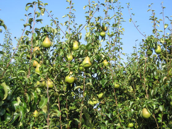 De Kortste Spreekbeurt: Buren