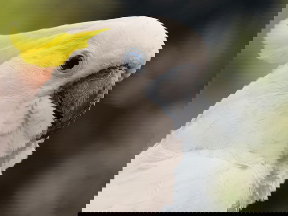 Hoe muzikaal zijn vogels?