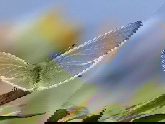 Fenolijn 3 september 2023