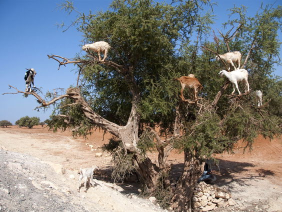 Buitenland Uitgelicht: Marokko