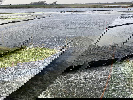 Kruiden en bloemen verstevigen de dijken van de toekomst