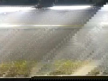 Hoe krijgen we meer biodiversiteit in de stad?