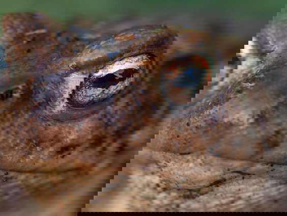 Warme winter slecht voor gewone pad