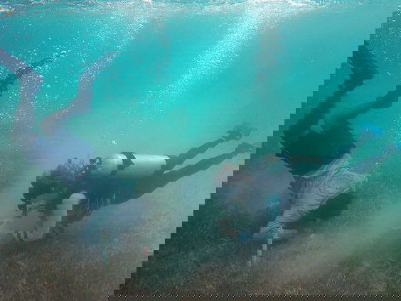 Haaien beschermen belangrijke zeegrasvelden