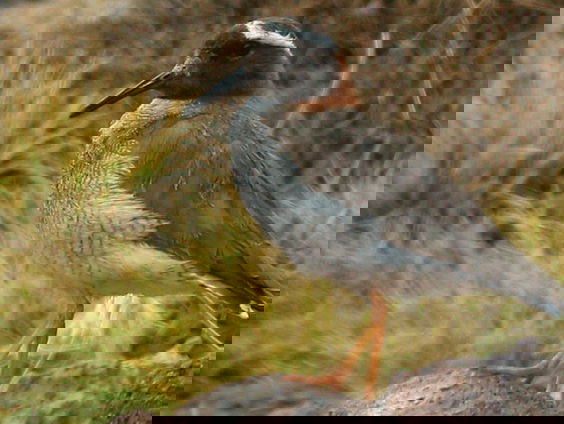 Op zoek naar de diadeemplevier