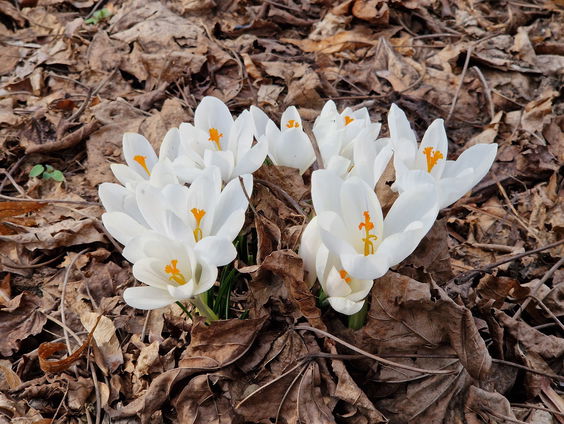Huisvriend Rick Middelbos: 'Lente eerder dan 50 jaar geleden'
