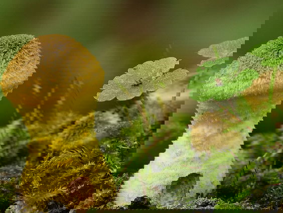 Fenolijn 6 november 2022