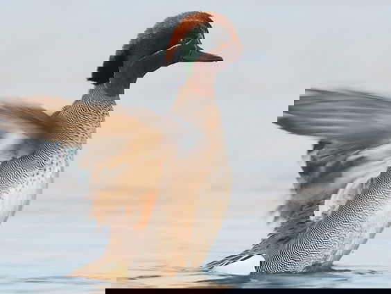 Fenolijn 14 januari 2024