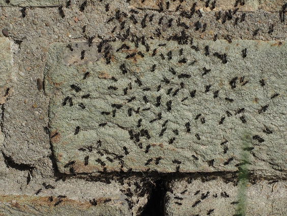 Exotische mieren in tuincentra
