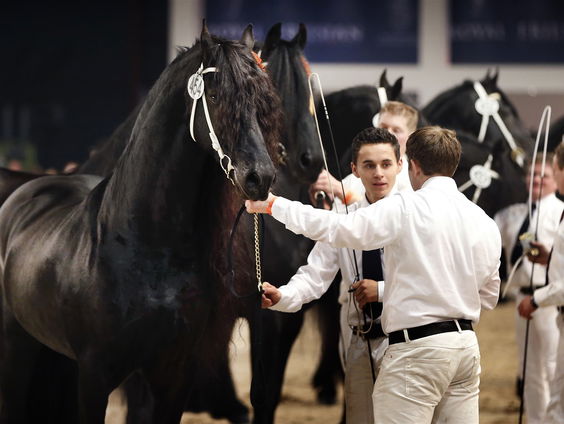 Friese paarden tijdens de Hengstenkeuring: "Moeten zo zuiver mogelijk Fries blijven"