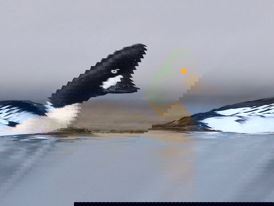 Wintereenden: onze polderparadijsvogels