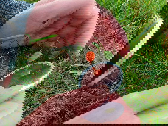 De wereld van de fascinerende wasplaten