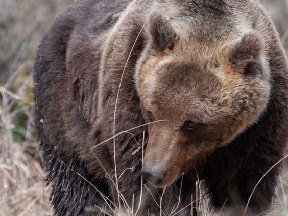 Italië wil wilde beren het land uitzetten