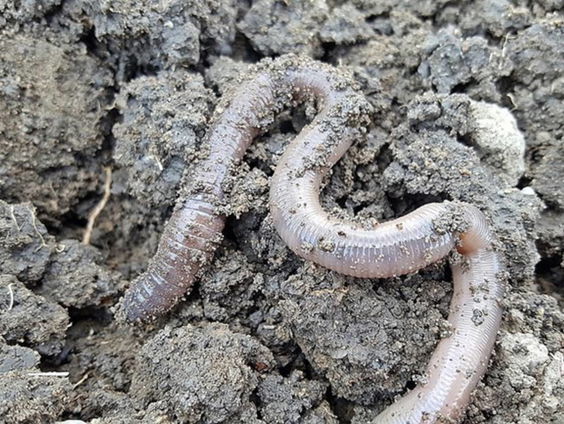 Intelligentie kan heel goed zonder brein