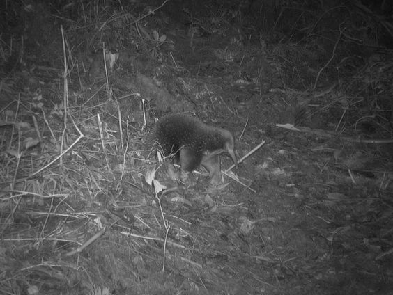 Na 60 jaar is de eierleggende vachtegel herontdekt in Papoea