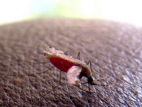 Kaapverdië is malariavrij: wat is daarvoor nodig?