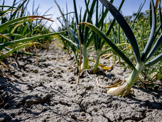 Moeten we ons nu al zorgen maken om de aanhoudende droogte?