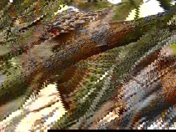 Oehoe of oehóe, grootste uil geeft met geluid geheimen prijs