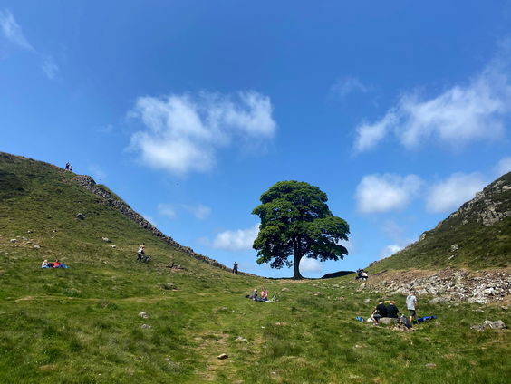 Een eerbetoon aan de omgevallen Engelse boom