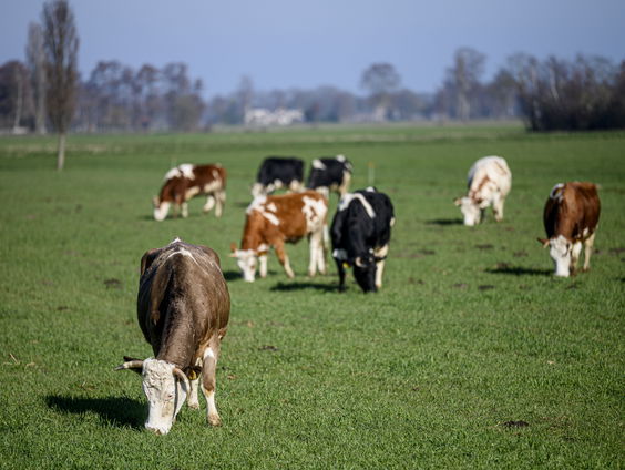 'De drempelwaarde in het stikstofbeleid kan per direct omhoog'