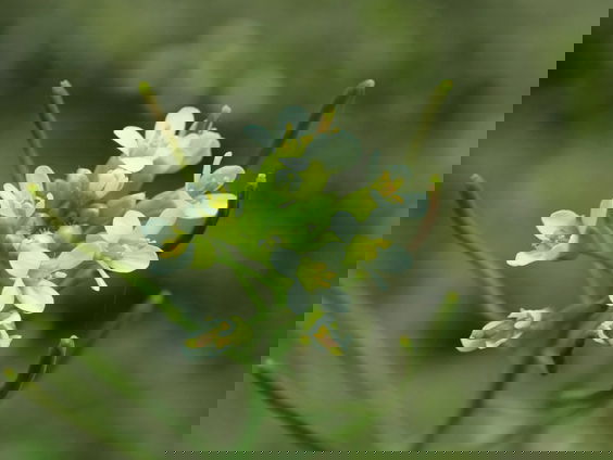 Verborgen virus in ’s werelds meest onderzochte plant