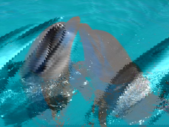 NS verbreekt samenwerking Dolfinarium: is zo’n park nog van deze tijd?