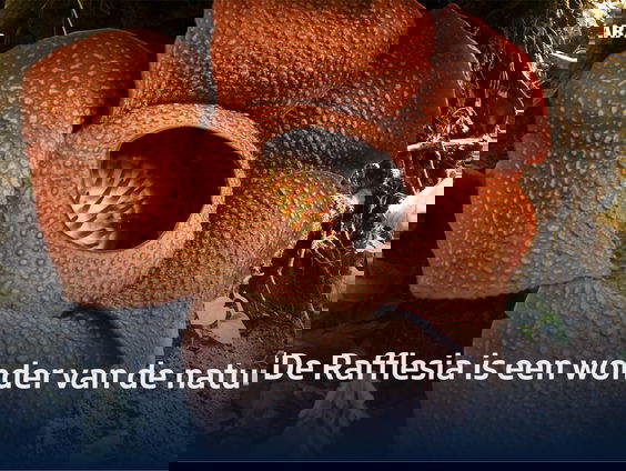 Kan de grootste bloem ter wereld nog gered worden?