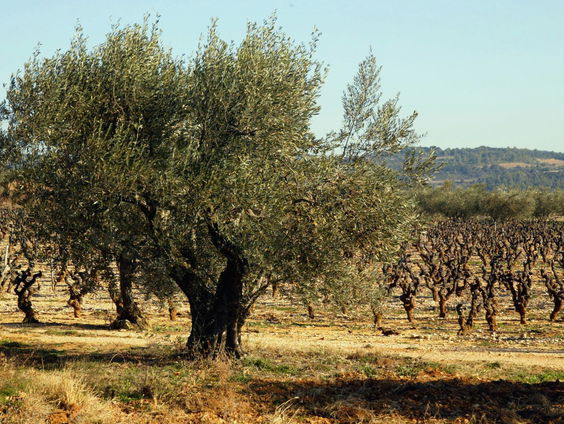 Eeuwenoude bomen moet je laten staan