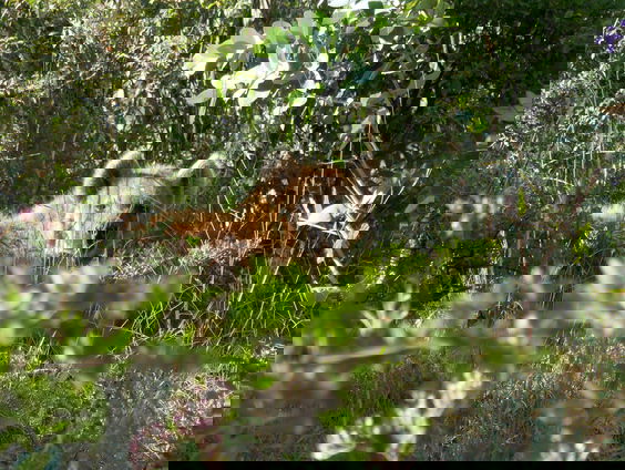 De hyena in Ethiopië