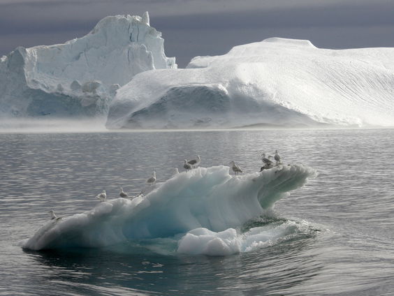 Wat betekenen de grillige seizoenen voor vogels en ander leven op Groenland?