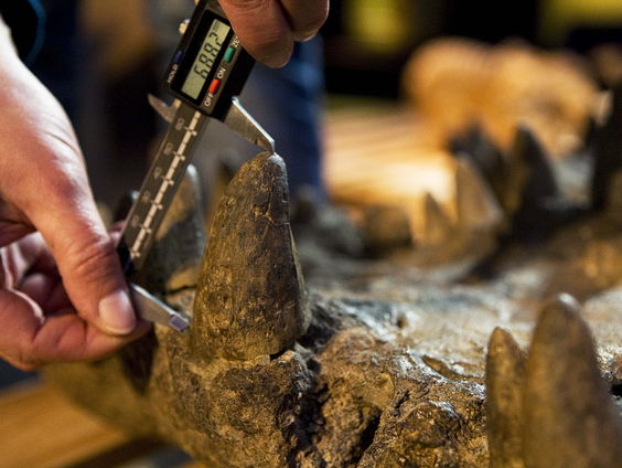 Indonesiƫ wil roofkunst terug