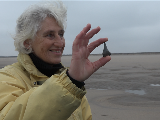 Fossielen voorspellen mogelijke terugkeer mensenhaai