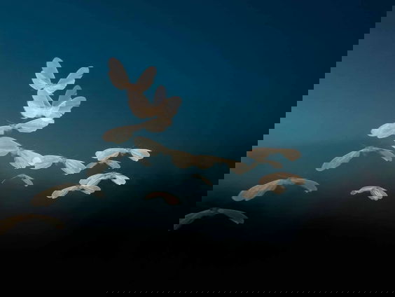 Nachtvlinders, maar dan anders