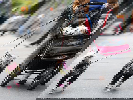 'Houd je hond aangelijnd deze week'