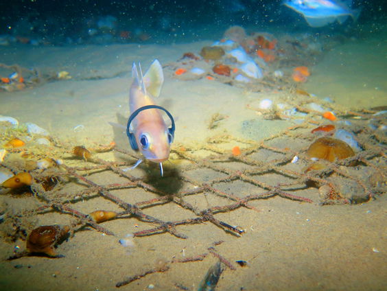 Waarom het geluid in de Noordzee aan het veranderen is