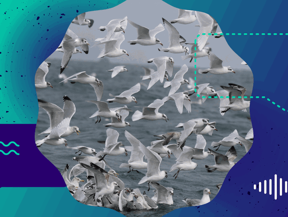 Grote zorgen over verspreiding vogelgriep