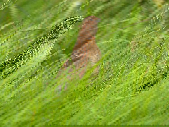 Fenolijn 16 juli 2023