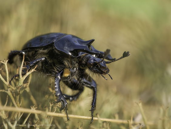 Mestkever overleefd Nederlandse winter door zijn eigen antivries